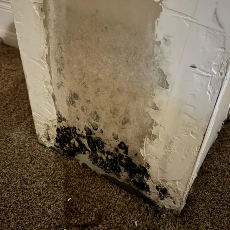 Professional Mold Removal in Portland, IN